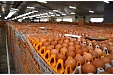 Number of poultry kept by Balticovo reached 3.1 mln in 2020 Number of poultry kept by Balticovo reached 3.1 mln in 2020