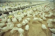 Kekava poultry farm reports 12% increase of Latvian sales in June Kekava poultry farm reports 12% increase of Latvian sales in June