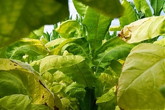 181009_tobacco.jpg