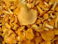 First chanterelles of the season selling at EUR 8 a liter at Riga Central Market First chanterelles of the season selling at EUR 8 a liter at Riga Central Market