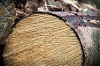 Latvijas Valsts Mezi remains forestry industry leader in 2017 Latvijas Valsts Mezi remains forestry industry leader in 2017