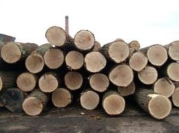 120619_vika_wood.jpg 120619_vika_wood.jpg