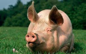 140804_pig.jpg
