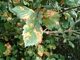Fireblight confirmed in an orchard in Jelgava Region Fireblight confirmed in an orchard in Jelgava Region