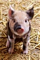 Pork prices in Latvia this past May 23.3% lower than in May 2017 Pork prices in Latvia this past May 23.3% lower than in May 2017