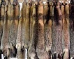 Estonian lawmakers to again handle bill banning fur farms Estonian lawmakers to again handle bill banning fur farms