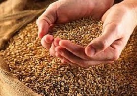 181030_wheat_lt.jpg 181030_wheat_lt.jpg