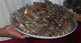 190524_tiger_prawn.jpg 190524_tiger_prawn.jpg