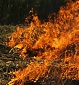 First forest fires of this year recorded in Latvia First forest fires of this year recorded in Latvia