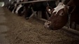 Latvia: Rural Support Service to pay EUR 573.4 mln in support for farmers Latvia: Rural Support Service to pay EUR 573.4 mln in support for farmers