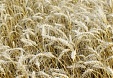 Price of food-grade wheat in Latvia down 3.7% in January Price of food-grade wheat in Latvia down 3.7% in January