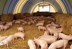 EC allocates EUR 146,000 to cover losses of Lithuanian pig farmers EC allocates EUR 146,000 to cover losses of Lithuanian pig farmers