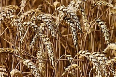 Overall grain harvest might be by 40% lower than last year – farmers organization Overall grain harvest might be by 40% lower than last year – farmers organization