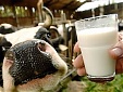 Increase of milk production may bring a fine to Estonia from EC Increase of milk production may bring a fine to Estonia from EC