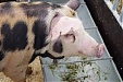 Lithuania will be allowed to export pigs to Poland again this week Lithuania will be allowed to export pigs to Poland again this week