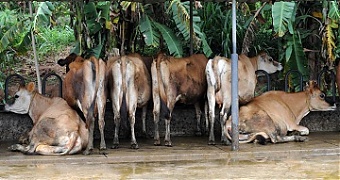 ормление животных в Шри-Ланке. Photo: ©FAO/Ishara Kodikara