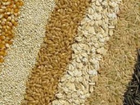 Первый прогноз по производству пшеницы на 2019 год