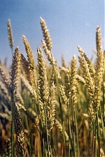 200522_wheat.jpg