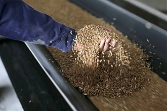 Сотрудник показывает зерна пшеницы на конвейерной ленте во время их загрузки для хранения в резервуарах на Черниговском зернохранилище, Украина. Фото:©ФАО/Anatolii Stepanov