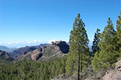 EU Green Paper on Forest Protection