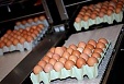 Balticovo поставляет яйца в Афганистан Balticovo поставляет яйца в Афганистан