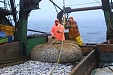 Латвийские рыбаки занялись переработкой Латвийские рыбаки занялись переработкой