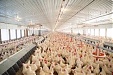 Птицефабрики KG Group планируют расширение экспорта в ОАЭ Птицефабрики KG Group планируют расширение экспорта в ОАЭ