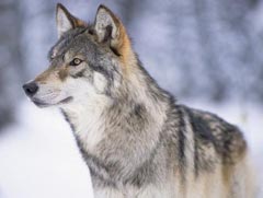 091109_volk.jpg 091109_volk.jpg