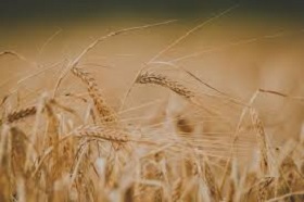 180806_wheat.jpg