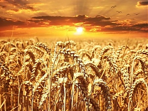 200806_wheat.jpg