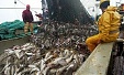 Квоты на вылов трески на востоке Балтийского моря на 2020 год уменьшены на 92% Квоты на вылов трески на востоке Балтийского моря на 2020 год уменьшены на 92%