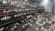 Сальмонеллу нашли в польской курятине; Польша поставляет 70% курицы в Латвию Сальмонеллу нашли в польской курятине; Польша поставляет 70% курицы в Латвию