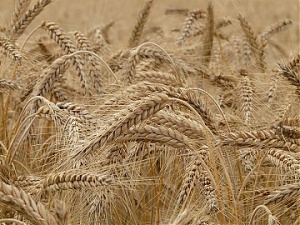 180717_wheat.jpg