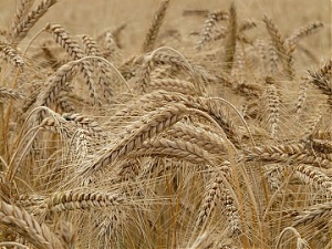 Засуха открыла рынок для нашего зерна