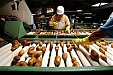 Украинцы хотят построить в Латвии картофельный завод за 100 млн. долларов Украинцы хотят построить в Латвии картофельный завод за 100 млн. долларов