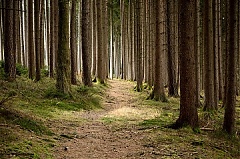 Bergvik Skog за 324 млн. евро продала лесные земли и предприятия в Латвии шведскому концерну Sоdra Bergvik Skog за 324 млн. евро продала лесные земли и предприятия в Латвии шведскому концерну Sоdra