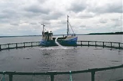Датчане намерены разводить форель в море возле Клайпеды Датчане намерены разводить форель в море возле Клайпеды