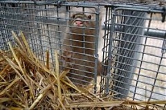 Латвийская звероферма Grobina признана неплатежеспособной Латвийская звероферма Grobina признана неплатежеспособной