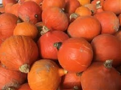 Тыквенное сумасшествие в Латвии Тыквенное сумасшествие в Латвии
