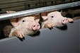В Риге пройдет международная конференция о распространении АЧС в Европе В Риге пройдет международная конференция о распространении АЧС в Европе