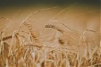 Цена продовольственной пшеницы в Латвии за месяц упала на 3,9% Цена продовольственной пшеницы в Латвии за месяц упала на 3,9%