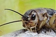 Под Вильнюсом открывается сверчковая ферма Под Вильнюсом открывается сверчковая ферма