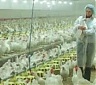 'Птицефабрика Kekava' в 2018 году сдала в эксплуатацию шесть комплексов для кур 'Птицефабрика Kekava' в 2018 году сдала в эксплуатацию шесть комплексов для кур