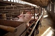 Польша официально отозвала запрет на импорт литовских свиней Польша официально отозвала запрет на импорт литовских свиней