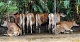 Увеличение цен на молочные продукты определило рост январского индекса продовольственных цен ФАО Увеличение цен на молочные продукты определило рост январского индекса продовольственных цен ФАО