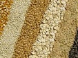 Индекс цен на продовольствие ФАО вырос из-за роста цен на молочную продукцию Индекс цен на продовольствие ФАО вырос из-за роста цен на молочную продукцию