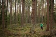 В гослесу в Эстонии посадят 21 млн. саженцев В гослесу в Эстонии посадят 21 млн. саженцев