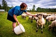 Брюссель требует план поддержки маленьких хозяйств Брюссель требует план поддержки маленьких хозяйств