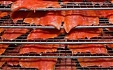 Бактерии Listeria нашли в одной из 39 взятых на заводе подпроб - M.V.Wool Бактерии Listeria нашли в одной из 39 взятых на заводе подпроб - M.V.Wool
