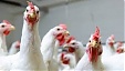 Латвийский парламент решает судьбу яйцефабрики Gallusman Латвийский парламент решает судьбу яйцефабрики Gallusman